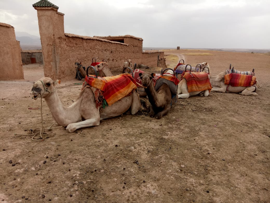 camel marrakech desert Merzouga 