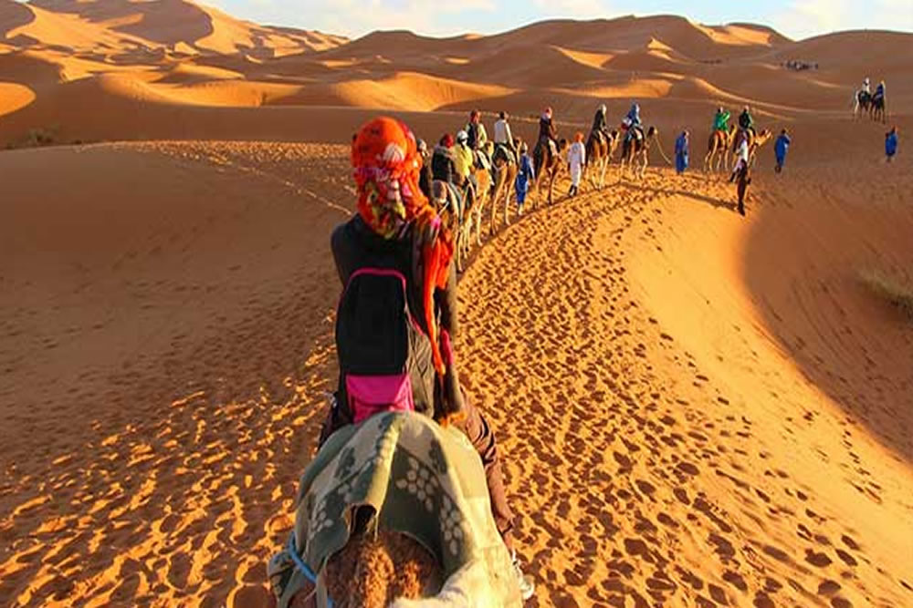 camels in desert marrakech