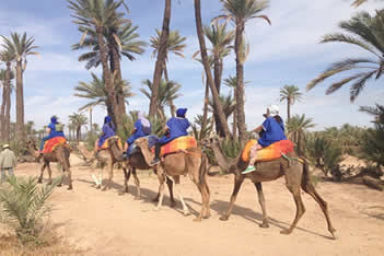 day camel marrakech morocco