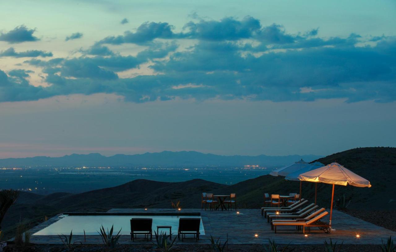 the tree of ouarzazat ait ben haddou camel