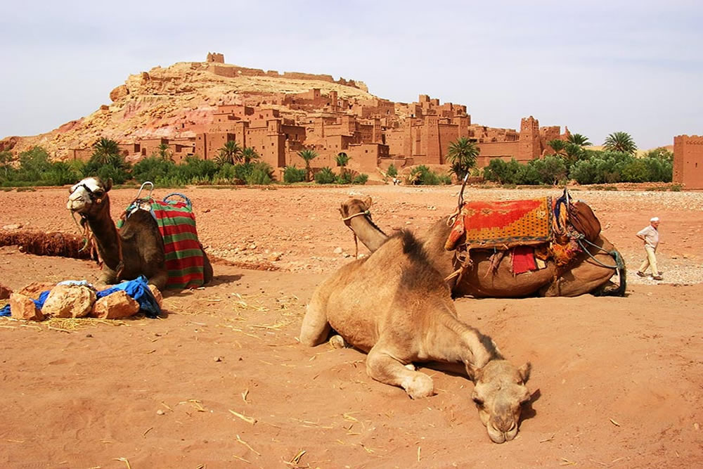 camel ait ben haddou ouarzazat