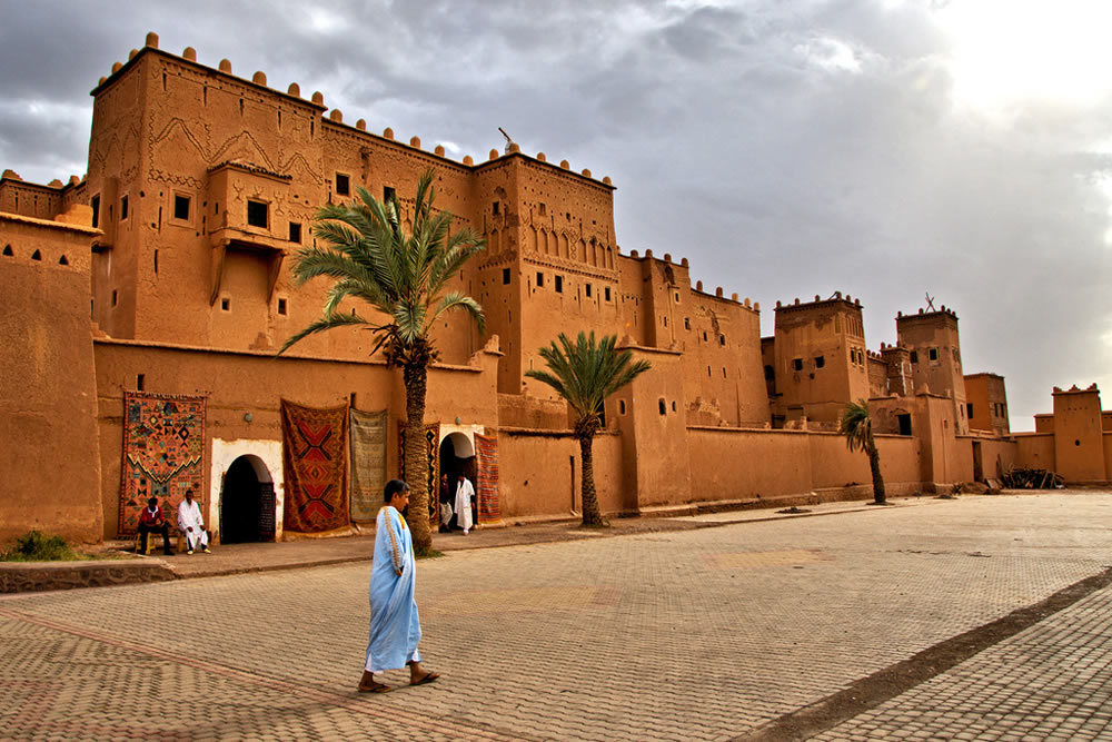 the tree of ouarzazat ait ben haddou camel