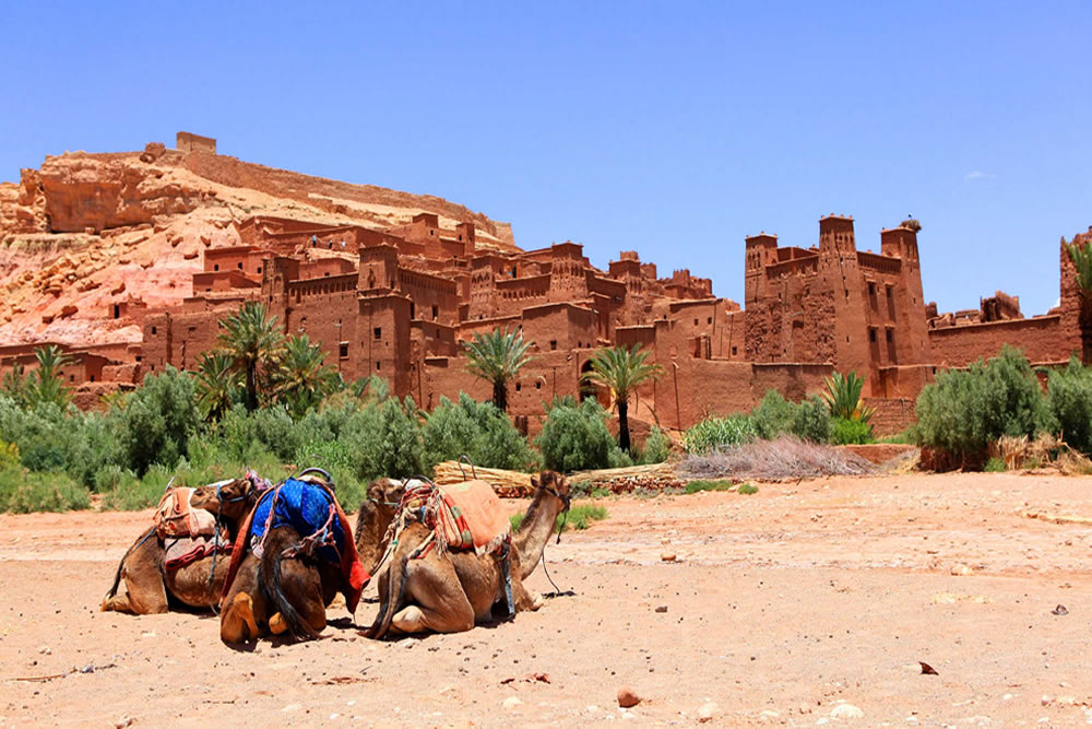 camel berber ouarzazat ait ben haddou