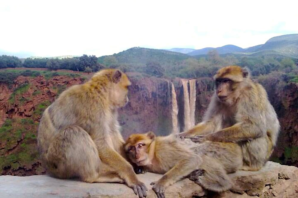 tours trips days in ouzoud Monkeys
