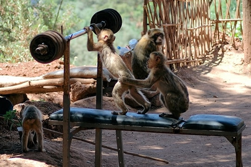 day with Monkeys in OUZOUD morocco