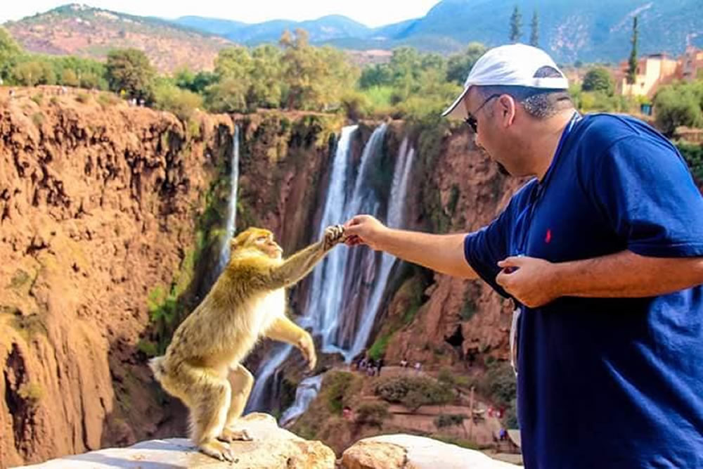 Nice Monkeys in OUZOUD morocco