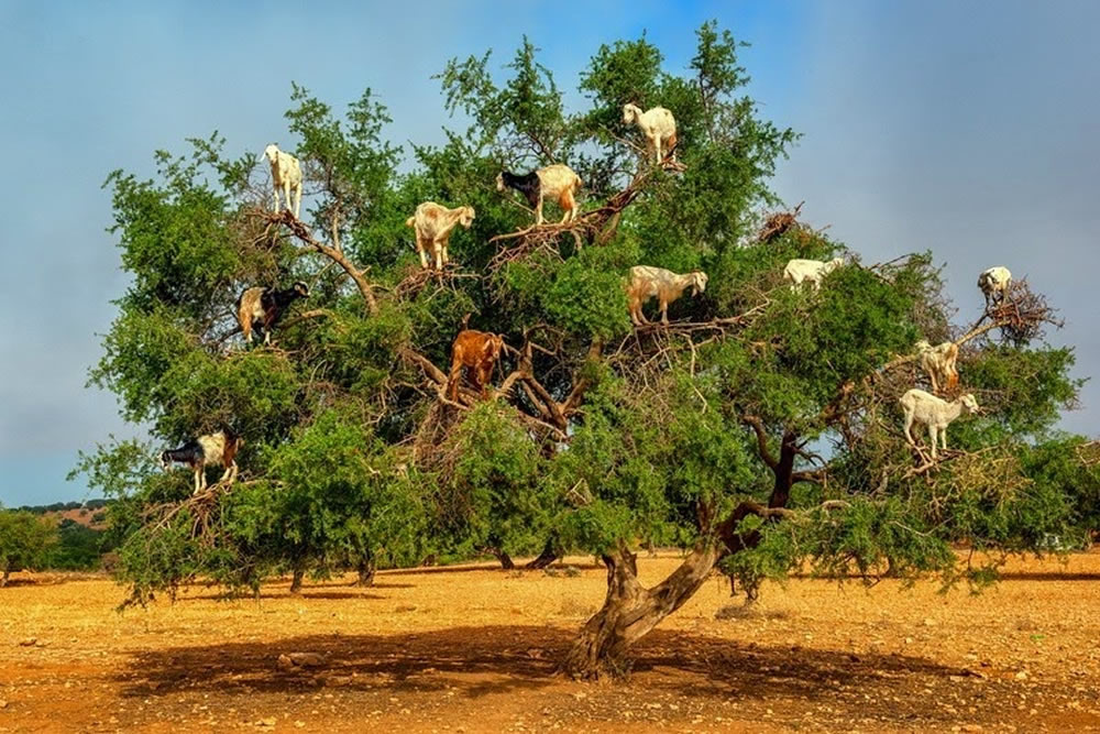 essaouira argan tree Pet goats
